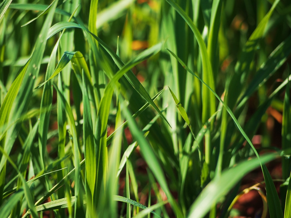 Meadow nature plant
