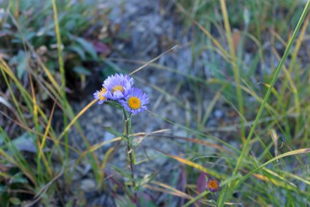 wonderland trail 28