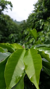 Farm crop coffee plantation