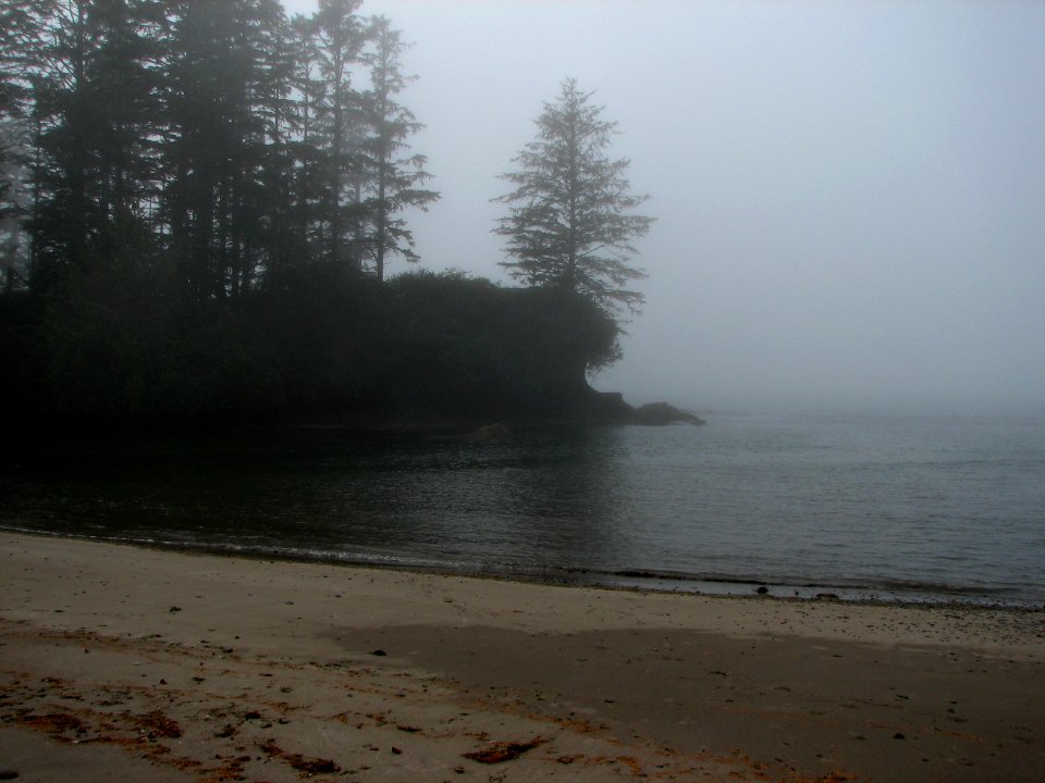 North ozette river tree fog ssheltren nps photo