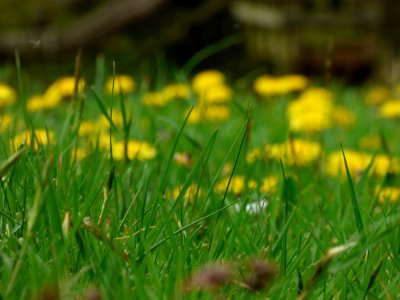 Dandelions & Grass photo