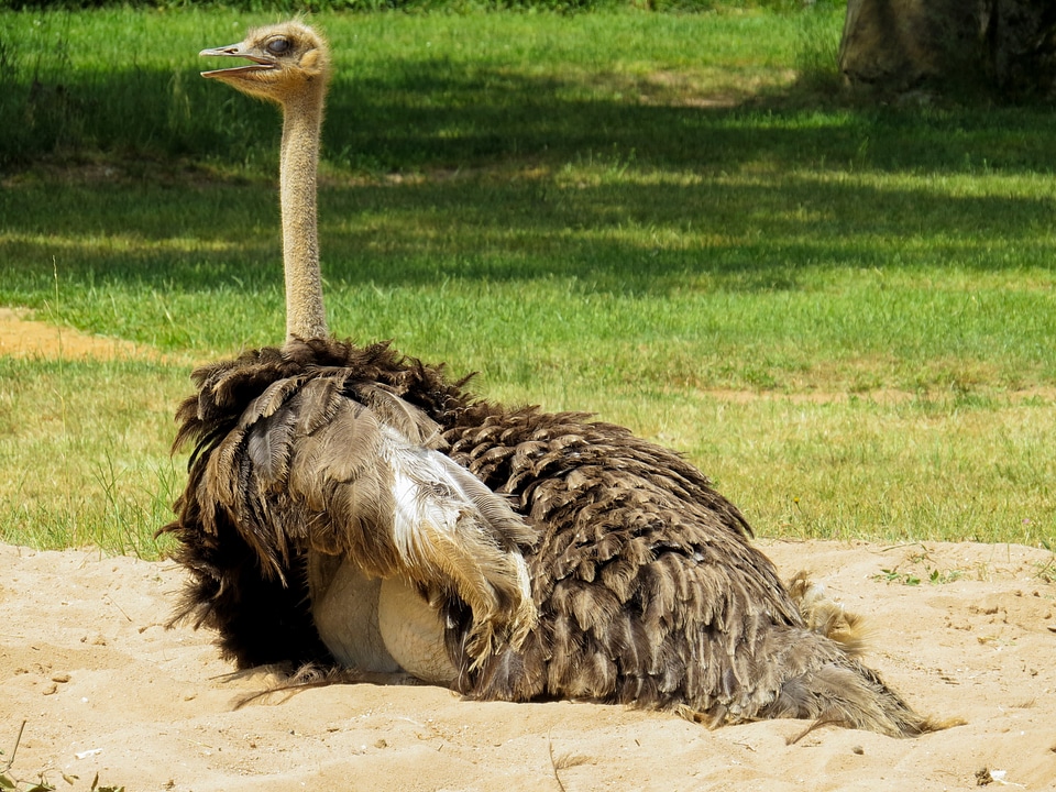 Flightless bird feather neck