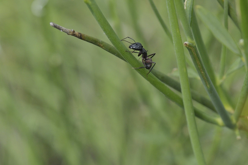 Macro insect grass