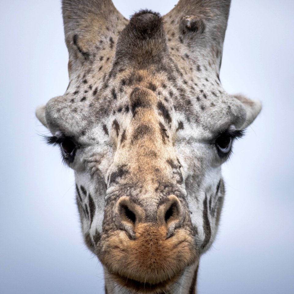 2015 05 17 Nairobi National  Park RESIZED 0017