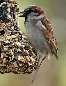 Wildlife nature bird