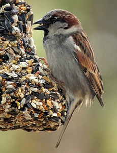 Wildlife nature bird photo