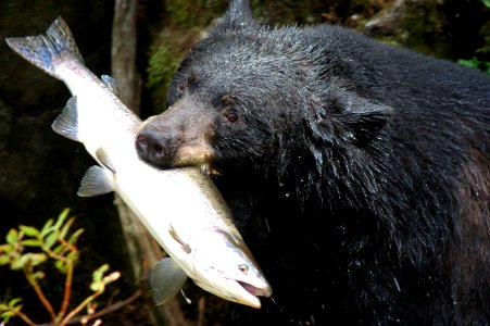 Black bear with salmon