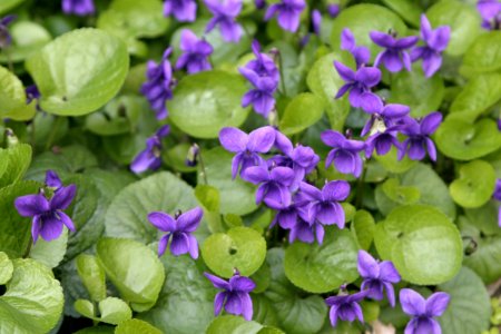 Viola odorata Linnæus 1753 (Malpighiales Violaceæ Violoideæ Violeæ) photo