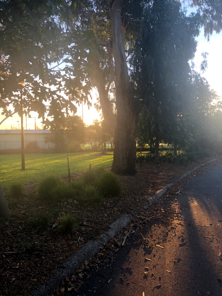 Brunswick Park Setting sun and shadows with gum trees