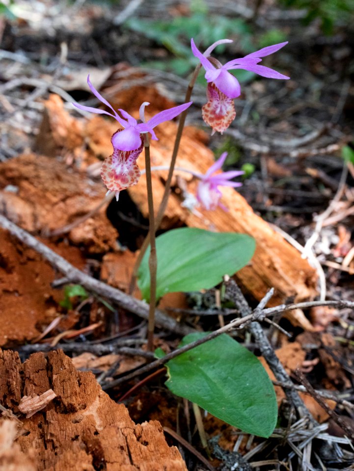 Triple Calypso bulbosa var. occidentalis