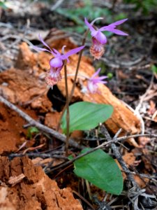 Triple Calypso bulbosa var. occidentalis