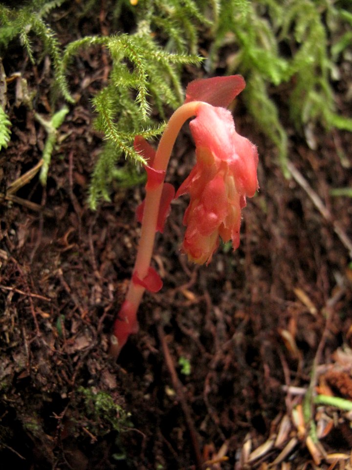 Monotropa hypopitys