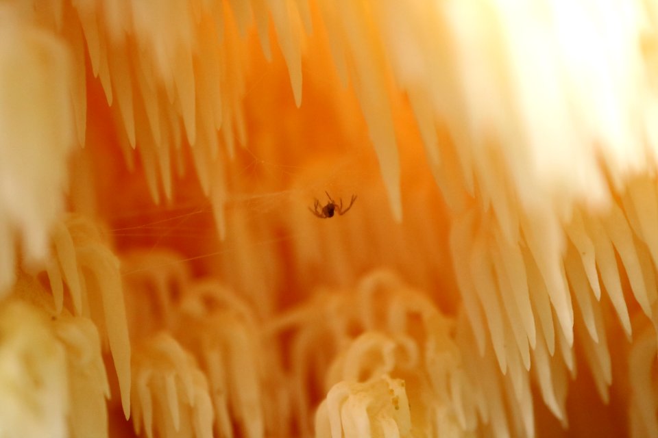 spider w/ tooth fungus