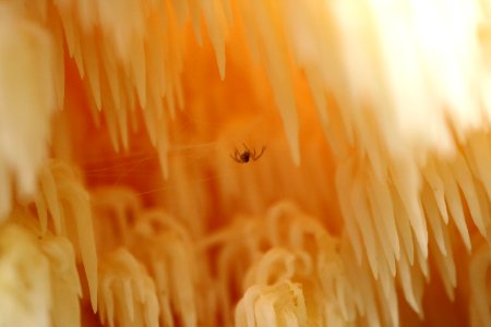 spider w/ tooth fungus
