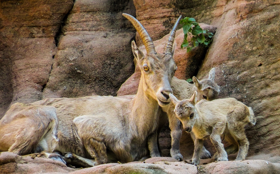 Young animal horns mountains