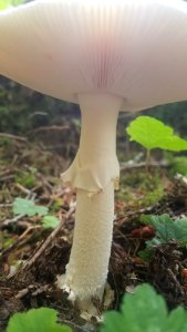 Unknown mushroom stalk