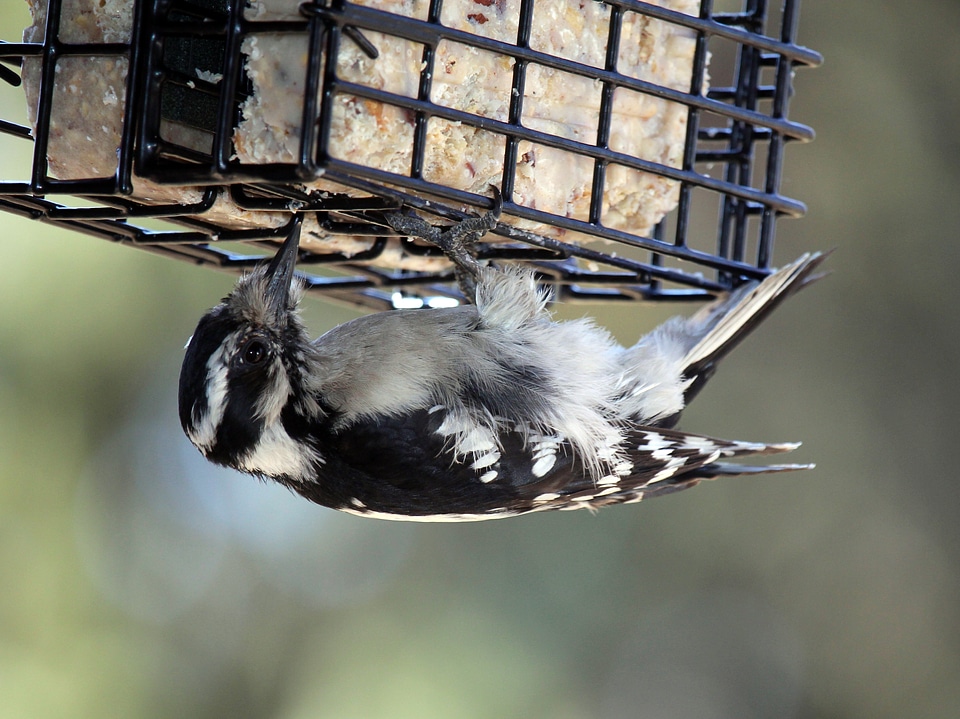 Nature wildlife bird
