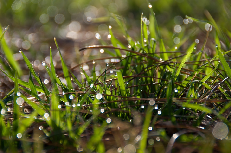Color natural lawn