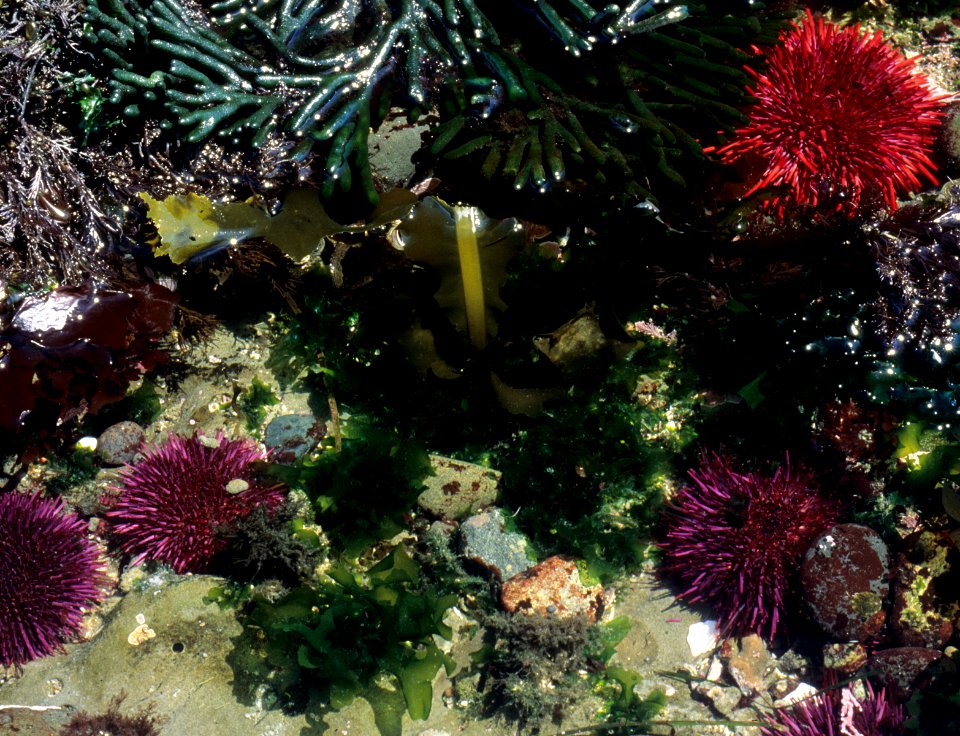 urchins red purple tidepool ocean NPS Photo