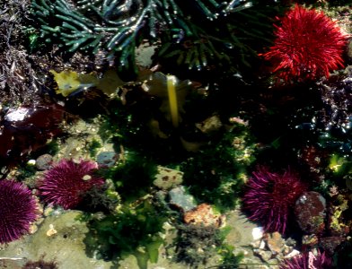 urchins red purple tidepool ocean NPS Photo