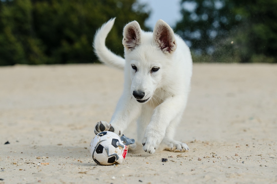 Dog puppy dog puppy at beach puppy with ball