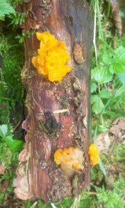 Tremella mesenterica (witches' butter)
