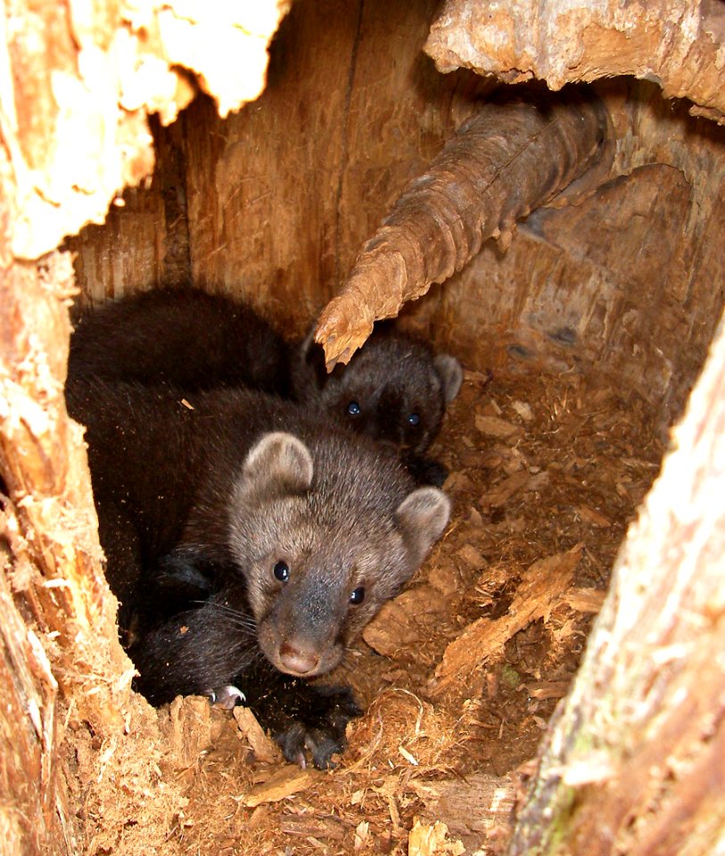 animal mammal orphaned fisher kits den NPS Photo