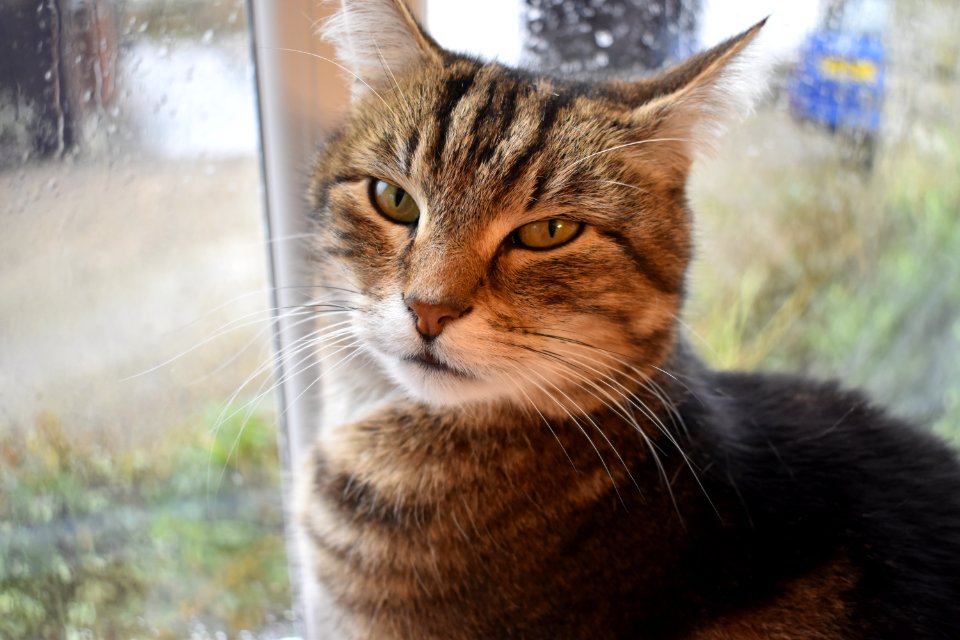 Top Cat