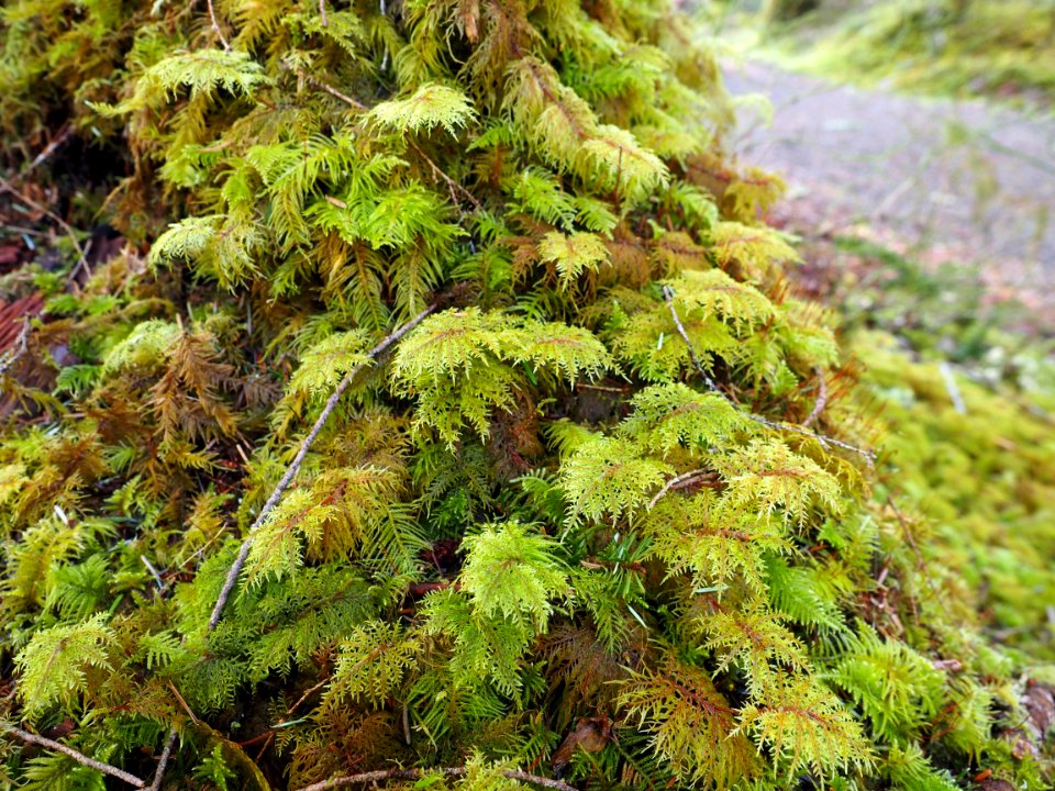 stair step moss stump hoh rainforest c bubar july 2014