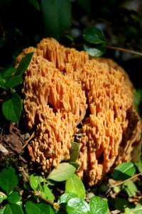 Unknown coral fungus