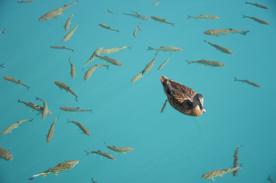 Fish pond ducks