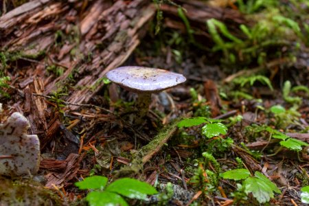 falls view canyon-upper big quilcene 24
