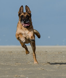 Malinois running dog on beach belgian shepherd dog photo