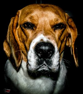 Hairy portrait | Portrait au poil