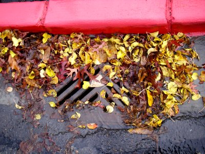 drain with leaves2
