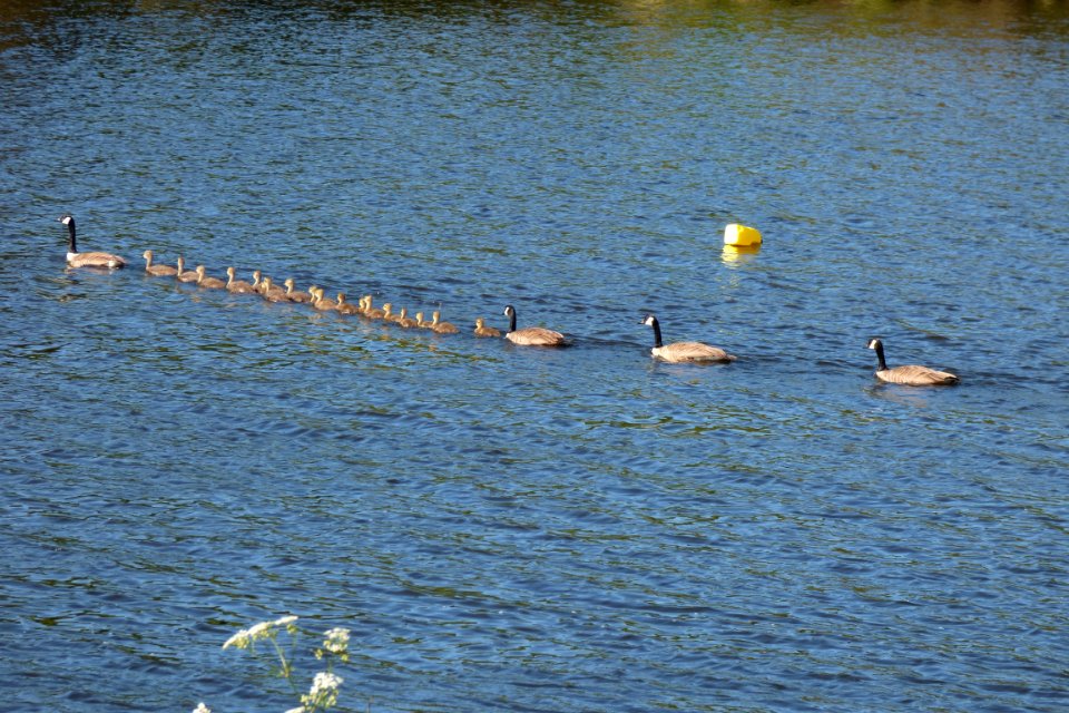 Ducklings