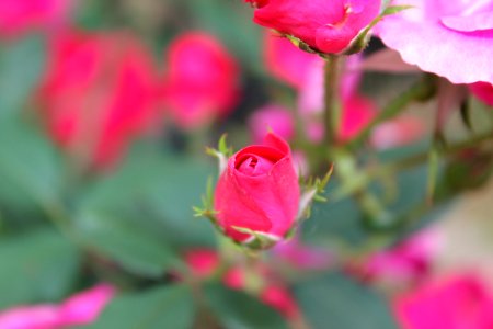 "Rosebud Bloom" photo