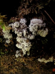 Ceratiomyxa fruticulosa? (slime mold)