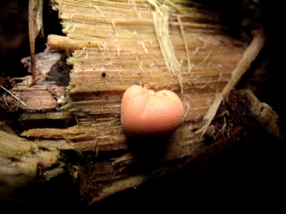 Lycogala epidendrum