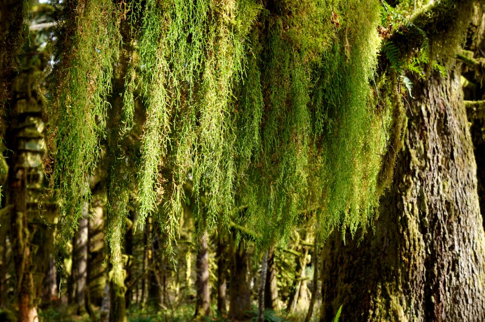 mossy tree branch hanging quinault rainforest spring r mckenna march 2015 (2)