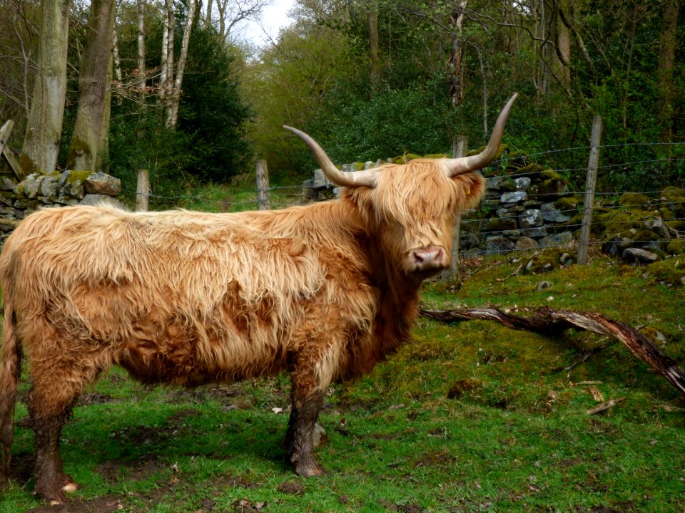 Highland Cattle