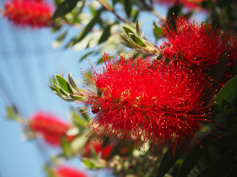 Gold treasure tree red flowers flowers