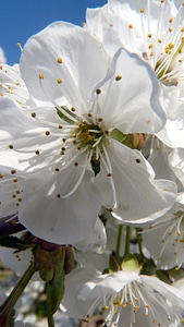 Spring blossom bloom