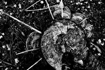 The Circle