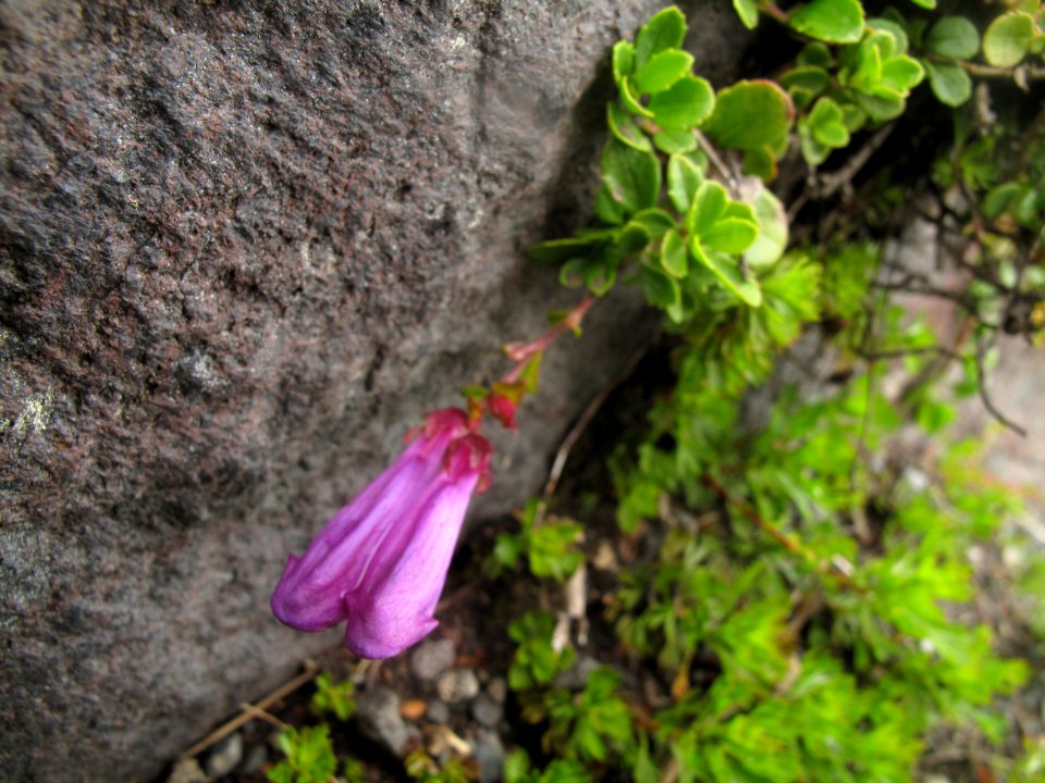 Penstemon davidsonii (Davidson's penstemon)