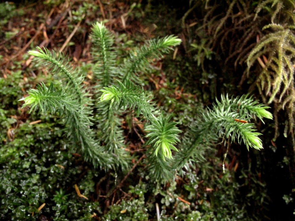 huperzia selago fir clubmoss