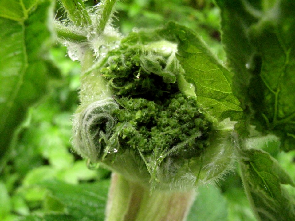 Heracleum lanatum (cow parnsip) bud beginning to burst