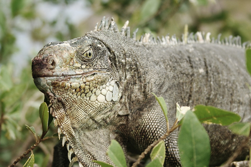 Animal reptile fauna