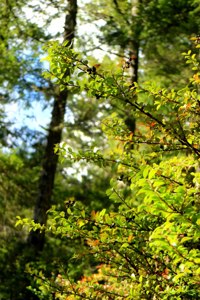 Vaccinium ovatum