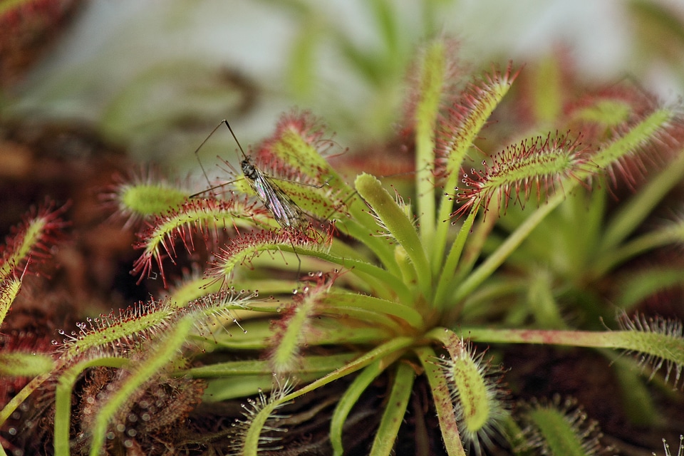 Insect plant nature